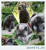Высокопородные щенки Кане корсо