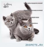 Голубые британские котята