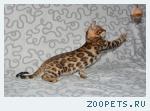 Бенгальские котята