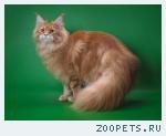 Котенок Мейн-кун, рыжий красавец.