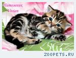 Британские котята черный мрамор .