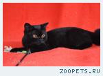 Шотландские котята чисто черного окраса.