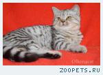 Шотландские котята пятнистого окраса.