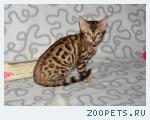 Бенгальские котята