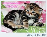 Британские котята черный мрамор из питомника.