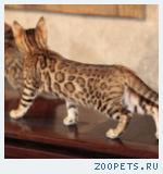 Бенгальские котята розетка на золоте