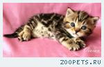 Британские котята черный мрамор из питомника.