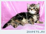 Британские котята черный мрамор и вискас.