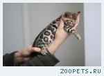 Бенгальские котята розетка на золоте