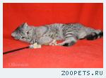 Котята шотландские пятнистого окраса.