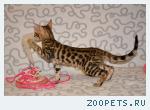 Бенгальские котята