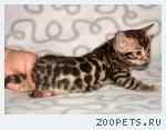 Бенгальские котята