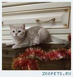 Продается шотландский прямоухий котик, г. Валдай