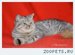 Котята-подростки шотландские пятнистого окраса.