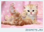 Британский котик красный мрамор из питомника.