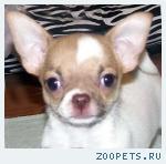 Роскошная девочка Ника       