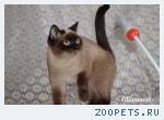 Кошечка молодая шотландская  в добрые руки.