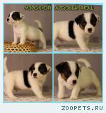 Продаются щенки джек рассел терьера, Санкт-Петербург