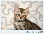 Бенгальские котята
