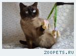 В добрые руки молодой шотландский кот окраса колор-поинт.
