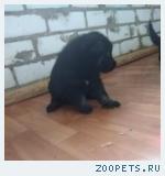 Восточно-европейская овчарка