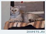 Кошка Микаэла в добрые руки