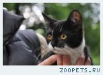 Котенок ищет дом