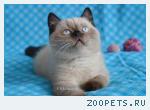 Котята - котики шотландские окраса сил-поинт.