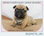 Щенки французского бульдога