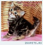 Британские мраморные котята из питомника.