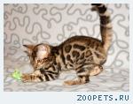Бенгальские котята