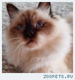 Священная бирма (бирманская кошка)