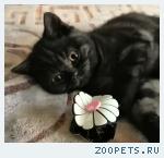 Британские черные котята из питомника.