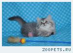 Котята-кошечки шотландские длинношерстные прямоухие.