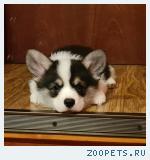 Продается щенок Вельш корги пемброк