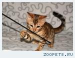 Бенгальские котята