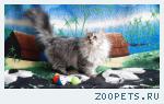 Котята-кошечки шотландские длинношерстные прямоухие.