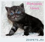 Британские черные котята из питомника.