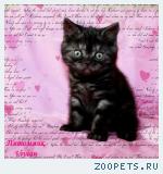 Британский клубный котик черный дым.