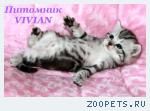 Британские котята вискас из питомника VIVIAN.