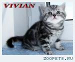 Британские котята вискас из питомника VIVIAN.