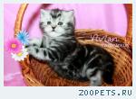 Британские котята вискас из питомника VIVIAN.
