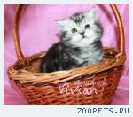 Британские котята черный мрамор на серебре из питомника VIVIAN.
