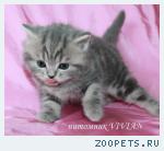 Британские котята вискас из питомника.