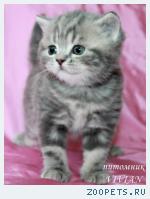 Британские котята вискас из питомника VIVIAN.
