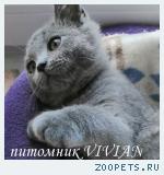 Британский клубный котик голубого окраса.