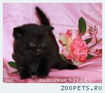 Британские черные котята из питомника VIVIAN.