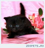 Британские черные котята из питомника VIVIAN.