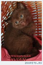 Британские шоколадные котята из питомника VIVIAN.