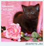 Британские шоколадные котята из питомника VIVIAN.